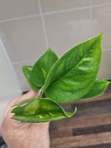 Rare epipremnum aureum global - aureum,