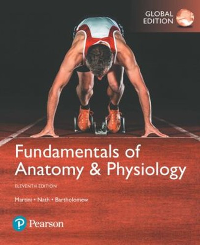 Fundamentals anatomy and - fundamentals,