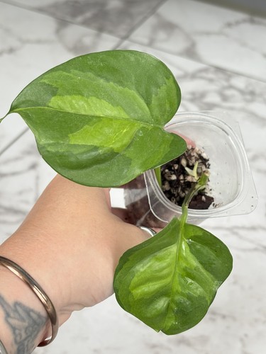 Global green pothos - pothos,